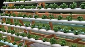 Semua tanaman sayur seperti itu, layu (daun lemas) pada siang hari ketika mendapat sinar yang terik. 20 Ide Cara Menanam Sayuran Dengan Hidroponik Trend Hidroponik