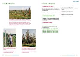 County councillor strong leader problem. Orchard Manual To Grow Apples On Central Leader System