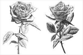 See more ideas about rose drawing, realistic rose, realistic rose drawing. 24 Rose Drawing Free Premium Templates