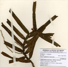 Image result for Calyptrochilum