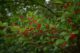 Cranberry juice, club soda, amaretto. Nine Native Chesapeake Bay Plants That Look Beautiful In Winter Chesapeake Bay Program