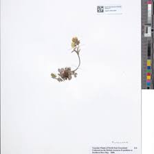 Image result for Celtis zenkeri