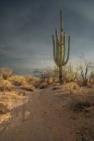 Stimulated by fading sunlight, the flowers begin opening in early evening. 230 Year Old Saguaro Did You Know That Saguaros Only Grow In The Sonoran Desert Arizona Saguaros Arizona Landscape Sonoran Desert Desert Landscaping