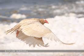Black And White Turkey Vulture White Turkey Vulture In Flight C Nicole Wamsley Albino Animals Albino World Wild Life