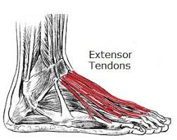 It also gives off stability to the bones of your foot and allows you to pull your toes upward. Pain On Top Of Foot