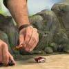 Gambar kisah untuk Video Mainan Lego Chima dari YouTube