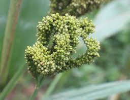 Image result for Eleusine africana