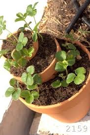 We did not find results for: Pin On Gardening