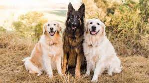 Quiz Should I Get Another Dog Ollie Blog