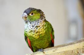 Black Birds You Can Have As Pets Black Capped Conure Health Personality Behavior Colors And Sounds Petguide Conure Bird Breeds Colorful Birds