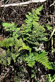 Image result for Aleuritopteris