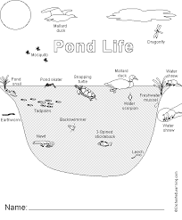 Discuss what a pond is and the kinds of animals that might live in or around a pond (see guiding student inquiry). Pond Animal Printouts Cover Page Enchantedlearning Com