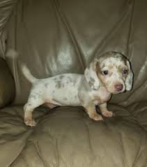 Browse and find dachshund puppies today, on the uk's leading dog only classifieds site. Summer Breeze Kennels Indiana Cocker Spaniels Dachshunds Shetland Ponies Breeder Sales Puppies