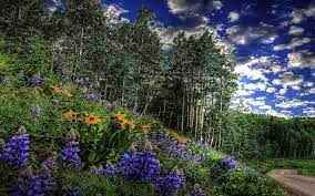 Desktop Hd Wallpapers 3d Nature Wallpapers Spring Desktop Wallpaper Nature Wallpaper 3d Nature Wallpaper