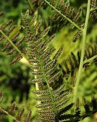 Image result for Athyrium lewalleanum