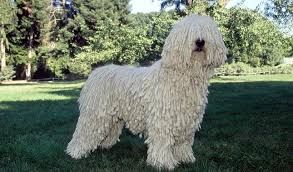 Labrador retriever puppies in california, labrador puppies in las vegas. Komondor Breed Information