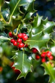 Image result for holly