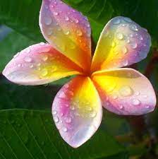 Pin On Hawaii