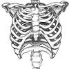 Kids and beginners alike can now draw a great looking rib cage.the rib cage, as pictured. 1