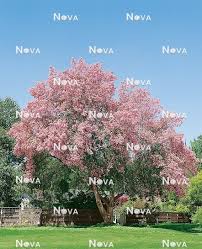 Image result for Virgilia