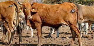 Lions Are Less Likely To Attack Cattle With Eyes Painted On Their Backsides