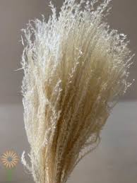 Floral exports we are dried flowers suppliers dried flowers wholesale in dried flowers manufacturer in dried flowers usa and dried flowers canada. Pin On Dried Flowers