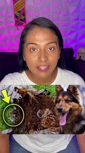 Un perro policía le ladró a un árbol y lo que había era espeluznante…!