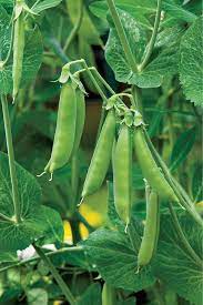 Green peas thrive in cool weather and young plants will tolerate light frosts. Growing Peas Hgtv