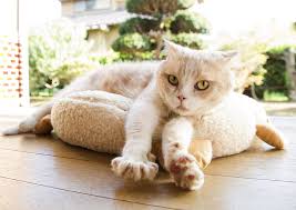 This list of fictional cats and other felines is subsidiary to the list of fictional cats. Neko Atsume Film Opens On April 8 In Japan News Anime News Network