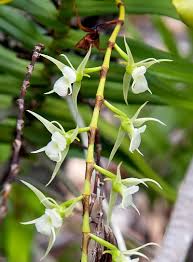 Image result for Polystachya anastacialynae