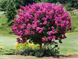 Maybe you would like to learn more about one of these? Crape Myrtle Full Sun Myrtle Tree Flowering Trees Fast Growing Trees