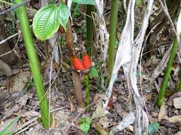 Image result for Aframomum angustifolium