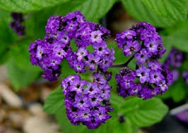 heliotrope-arkiv - Skönhetsredaktörerna