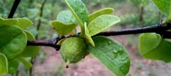 Image result for Cassipourea mollis