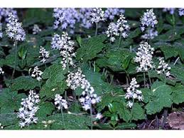 Free shipping and free returns on eligible items. Tiarella Cordifolia Heartleaf Foamflower Native Plants Of North America