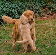 Haha Retrievers Are One Of The Most Affectionate Dogs And These Ones Love G Affectionate Dogsand Haharetrievers Lo Susse Hunde Hunde Hunderassen