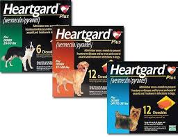 Heartgard Plus Chewables For Dogs Heartworm Prevention 1800petmeds Heartworm Heartworm Prevention Heartworm Medication