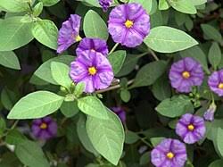 Image result for Solanum sp. A