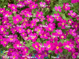 Image result for Jamesbrittenia