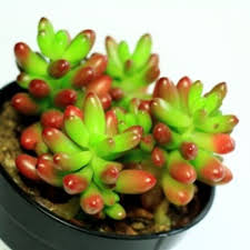 1,144 succulents india products are offered for sale by suppliers on alibaba.com, of which flower pots & planters accounts for 6%, aquatic plants you can also choose from plastic, wood succulents india, as well as from cactus succulents india, and whether succulents india is succulent plants. Sedum Rubrotinctum Succulent Plant Buy Online India At Plantsguru Com