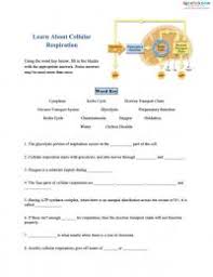 Photosynthesis used carbon dioxide, while cellular respiration produces carbon dioxide. 30 Cellular Respiration Worksheet Key Worksheet Resource Plans