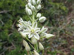 Image result for Albuca nigritana