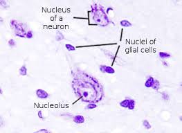 In the labeled animal cell diagram, it is nearly circular in shape and lacks outer cell wall; The Cell 4 The Nucleus Atlas Of Plant And Animal Histology