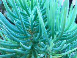 Image result for Senecio hastatus