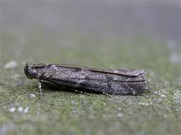 Image result for Pyla fusca