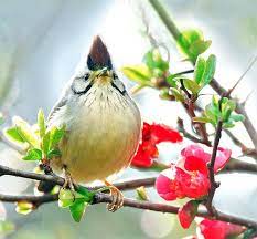 4 冠羽比嬌a raindrop beautiful birds bird photo cute little things