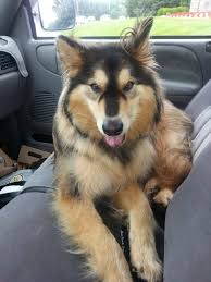 Golden retriever mixed with husky 21.3m views discover short videos related to golden retriever mixed with husky on tiktok. Golden Retriever Husky Mix Beautiful Dogs Pets Puppies
