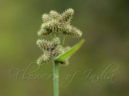 Image result for Fuirena