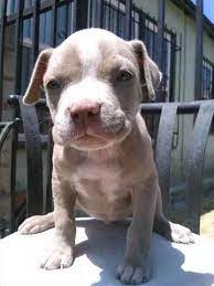 Manmade kennels is not like most regular pitbull breeders, we have an advanced level program that ensures. Blue Nose Pitbull Puppy For Sale In Los Angeles California Classified Americanlisted Com