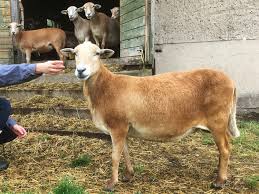 The barbados blackbelly breed descended from hair sheep brought to the island of barbados by african slave traders during the 1600s. Nolana Schafe Thuringen Auen Herdbuchzucht Schneider In Viernau